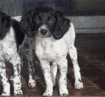 ブリタニー プードルのドドニー犬舎 わんこ かわいっ亭